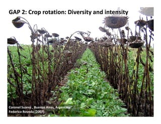 GAP 2: Crop rotation: Diversity and intensity




Coronel Suarez , Buenos Aires, Argentina
Federico Roveda (2007)
 