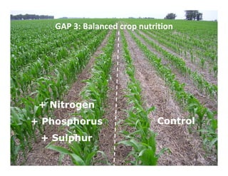 GAP 3: Balanced crop nutrition




 + Nitrogen
+ Phosphorus                 Control
 + Sulphur
 