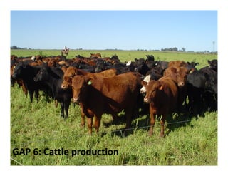 GAP 6: Cattle production
 