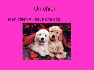 Un chien  j’ai un chien = I have one dog  