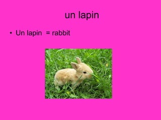 un lapin Un lapin  = rabbit  