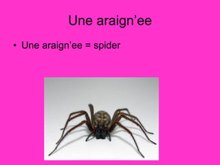 Une araign’ee Une araign’ee = spider 