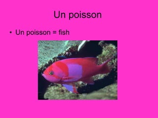 Un poisson  Un poisson = fish  
