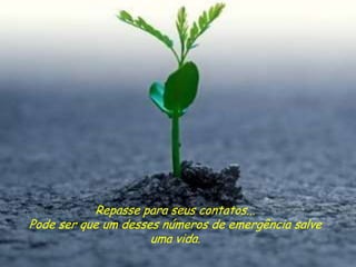 Repasse para seus contatos...
Pode ser que um desses números de emergência salve
                     uma vida.
 