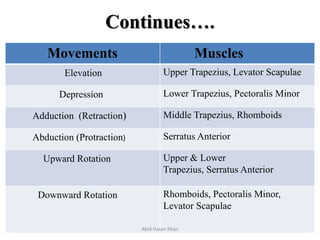 Continues….
Movements Muscles
Elevation Upper Trapezius, Levator Scapulae
Depression Lower Trapezius, Pectoralis Minor
Adduction (Retraction) Middle Trapezius, Rhomboids
Abduction (Protraction) Serratus Anterior
Upward Rotation Upper & Lower
Trapezius, Serratus Anterior
Downward Rotation Rhomboids, Pectoralis Minor,
Levator Scapulae
Abid Hasan Khan
 