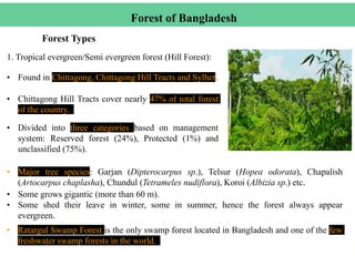 1. Tropical evergreen/Semi evergreen forest (Hill Forest):
Forest Types
Forest of Bangladesh
• Major tree species: Garjan (Dipterocarpus sp.), Telsur (Hopea odorata), Chapalish
(Artocarpus chaplasha), Chundul (Tetrameles nudiflora), Koroi (Albizia sp.) etc.
• Some grows gigantic (more than 60 m).
• Some shed their leave in winter, some in summer, hence the forest always appear
evergreen.
• Divided into three categories based on management
system: Reserved forest (24%), Protected (1%) and
unclassified (75%).
• Chittagong Hill Tracts cover nearly 47% of total forest
of the country.
• Found in Chittagong, Chittagong Hill Tracts and Sylhet.
• Ratargul Swamp Forest is the only swamp forest located in Bangladesh and one of the few
freshwater swamp forests in the world.
 