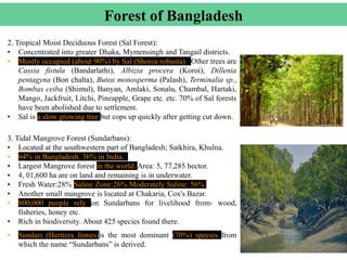 3. Tidal Mangrove Forest (Sundarbans):
• Located at the southwestern part of Bangladesh; Satkhira, Khulna.
• 64% in Bangladesh, 36% in India.
• Largest Mangrove forest in the world. Area: 5, 77,285 hector.
• 4, 01,600 ha are on land and remaining is in underwater.
• Fresh Water:28% Saline Zone:26% Moderately Saline: 56%
• Another small mangrove is located at Chakaria, Cox's Bazar.
• 800,000 people rely on Sundarbans for livelihood from- wood,
fisheries, honey etc.
• Rich in biodiversity. About 425 species found there.
Forest of Bangladesh
2. Tropical Moist Deciduous Forest (Sal Forest):
• Concentrated into greater Dhaka, Mymensingh and Tangail districts.
• Mostly occupied (about 90%) by Sal (Shorea robusta). Other trees are
Cassia fistula (Bandarlathi), Albizia procera (Koroi), Dillenia
pentagyna (Bon chalta), Butea monosperma (Palash), Terminalia sp.,
Bombax ceiba (Shimul), Banyan, Amlaki, Sonalu, Chambal, Hartaki,
Mango, Jackfruit, Litchi, Pineapple, Grape etc. etc. 70% of Sal forests
have been abolished due to settlement.
• Sal is a slow growing tree but cops up quickly after getting cut down.
• Sundari (Heritera fomes)is the most dominant (70%) species from
which the name “Sundarbans” is derived.
 