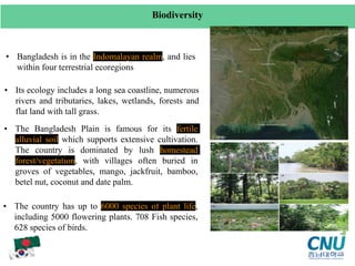 • Bangladesh is in the Indomalayan realm, and lies
within four terrestrial ecoregions
Biodiversity
• Its ecology includes a long sea coastline, numerous
rivers and tributaries, lakes, wetlands, forests and
flat land with tall grass.
• The country has up to 6000 species of plant life,
including 5000 flowering plants. 708 Fish species,
628 species of birds.
• The Bangladesh Plain is famous for its fertile
alluvial soil which supports extensive cultivation.
The country is dominated by lush homestead
forest/vegetation, with villages often buried in
groves of vegetables, mango, jackfruit, bamboo,
betel nut, coconut and date palm.
 