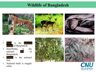 .
• Tiger is the national
animal of Bangladesh.
• Ilish/Hilsha is the
national fish of
Bangladesh.
• Mango is the national
tree.
• National birds is magpie
robin.
•
Wildlife of Bangladesh
 