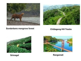 Sundarbans mangrove forest Chittagong Hill Tracks
Srimagal Rangamati
 