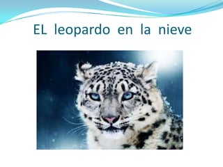EL leopardo en la nieve
 