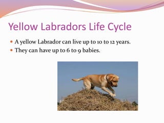Yellow Labradors Life Cycle
 A yellow Labrador can live up to 10 to 12 years.
 They can have up to 6 to 9 babies.
 
