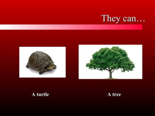 They can…
A turtle
A tree