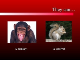 They can…
A monkey
A squirrel