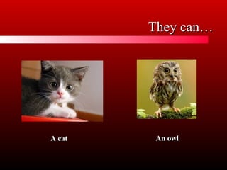 They can…
A cat
An owl