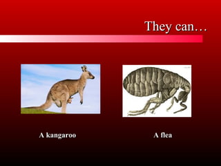They can…
A kangaroo
A flea
