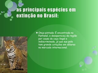 as principais espécies em extinção no Brasil:Onça-pintada: É encontrada no Pantanal, e desapareceu da região por causa da caça ilegal e indiscriminada, já que sua pele tem grande cotações em dólares no mercado internacional.