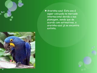 Ararinha-azul: Esta ave é super cobiçada no mercado internacional devida a sua plumagem, sendo que de acordo com estimativas, a ararinha-azul já se encontra extinta.