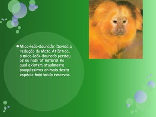 Mico-leão-dourado: Devida a redução da Mata Atlântica, o mico-leão-dourado perdeu os eu habitat natural, no qual existem atualmente pouquíssimos animais desta espécie habitando reservas.