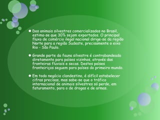 Dos animais silvestres comercializados no Brasil, estima-se que 30% sejam exportados. O principal fluxo de comércio ilegal nacional dirige-se da região Norte para a região Sudeste, precisamente o eixo Rio - São Paulo. Grande parte da fauna silvestre é contrabandeada diretamente para países vizinhos, através das fronteiras fluviais e secas. Destes países fronteiriços seguem para países do primeiro mundo.Em todo negócio clandestino, é difícil estabelecer cifras precisas, mas sabe-se que o tráfico internacional de animais silvestres só perde, em faturamento, para o de drogas e de armas. 