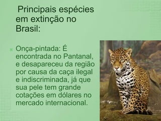 Principais espécies em extinção no Brasil:Onça-pintada: É encontrada no Pantanal, e desapareceu da região por causa da caça ilegal e indiscriminada, já que sua pele tem grande cotações em dólares no mercado internacional.