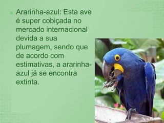 Ararinha-azul: Esta ave é super cobiçada no mercado internacional devida a sua plumagem, sendo que de acordo com estimativas, a ararinha-azul já se encontra extinta.