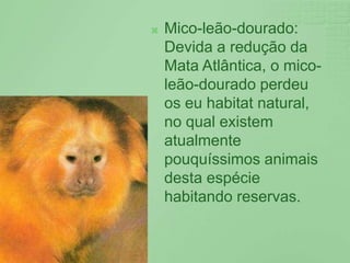 Mico-leão-dourado: Devida a redução da Mata Atlântica, o mico-leão-dourado perdeu os eu habitat natural, no qual existem atualmente pouquíssimos animais desta espécie habitando reservas.