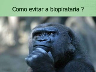 Como evitar a biopirataria ?