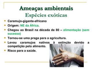 Ameaças ambientais
              Espécies exóticas
   Caramujo-gigante-africano
   Origem: NE da África.
   Chegou ao Brasil na década de 80 – alimentação (sem
    sucesso)
   Tornou-se uma praga para a agricultura.
   Levou caramujos nativos à extinção devido a
    competição pelo alimento.
   Risco para a saúde.
 