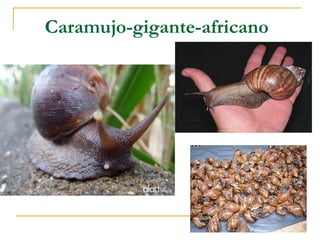 Caramujo-gigante-africano
 