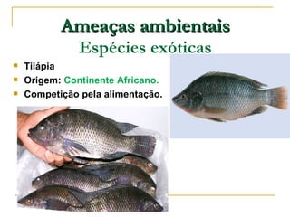 Ameaças ambientais
               Espécies exóticas
   Tilápia
   Origem: Continente Africano.
   Competição pela alimentação.
 