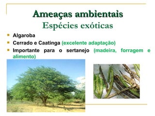 Ameaças ambientais
              Espécies exóticas
   Algaroba
   Cerrado e Caatinga (excelente adaptação)
   Importante para o sertanejo (madeira, forragem e
    alimento)
 