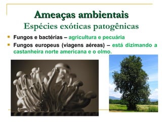 Ameaças ambientais
       Espécies exóticas patogênicas
   Fungos e bactérias – agricultura e pecuária
   Fungos europeus (viagens aéreas) – está dizimando a
    castanheira norte americana e o olmo.
 