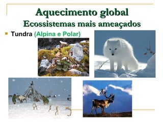 Aquecimento global
       Ecossistemas mais ameaçados
   Tundra (Alpina e Polar)
 