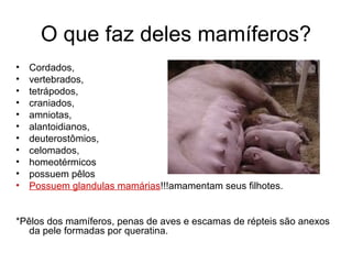 O que faz deles mamíferos?
• Cordados,
• vertebrados,
• tetrápodos,
• craniados,
• amniotas,
• alantoidianos,
• deuterostômios,
• celomados,
• homeotérmicos
• possuem pêlos
• Possuem glandulas mamárias!!!amamentam seus filhotes.
*Pêlos dos mamíferos, penas de aves e escamas de répteis são anexos
da pele formadas por queratina.
 
