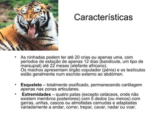 Características
• As ninhadas podem ter até 20 crias ou apenas uma, com
períodos de estação de apenas 12 dias (bandicute, um tipo de
marsupial) até 22 meses (elefante africano).
Os machos apresentam órgão copulador (pénis) e os testículos
estão geralmente num escroto externo ao abdómen.
• Esqueleto – totalmente ossificado, permanecendo cartilagem
apenas nas zonas articulares.
• Extremidades – quatro patas (excepto cetáceos, onde não
existem membros posteriores) com 5 dedos (ou menos) com
garras, unhas, cascos ou almofadas carnudas e adaptadas
variadamente a andar, correr, trepar, cavar, nadar ou voar.
 