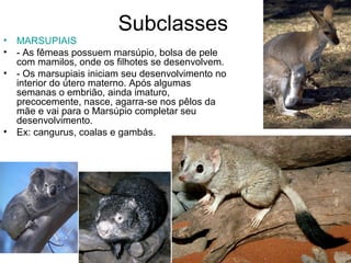 Subclasses
• MARSUPIAIS
• - As fêmeas possuem marsúpio, bolsa de pele
com mamilos, onde os filhotes se desenvolvem.
• - Os marsupiais iniciam seu desenvolvimento no
interior do útero materno. Após algumas
semanas o embrião, ainda imaturo,
precocemente, nasce, agarra-se nos pêlos da
mãe e vai para o Marsúpio completar seu
desenvolvimento.
• Ex: cangurus, coalas e gambás.
 
