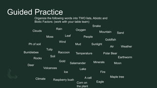 Guided Practice
Organize the following words into TWO lists, Abiotic and
Biotic Factors: (work with your table team)
Clouds
Sunlight
Sand
Ph of soil
Air
Wind
Soil
Rain
Mud
Rocks
Ice
Oxygen
Minerals
Mountain
Temperature
Lake
Volcanoes
Moon
Gold
Fire
Weather
Climate
Tulip
Bumblebee
Moss Leaf
Raccoon Polar Bear
A cell
Deer
Maple tree
Raspberry bush
Goldfish
People
Eagle
Snake
Earthworm
Corn on
the plant
Salamander
 