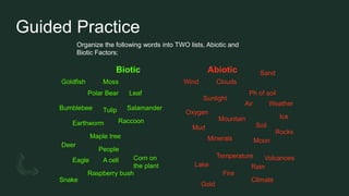 Guided Practice
Organize the following words into TWO lists, Abiotic and
Biotic Factors:
Biotic Abiotic
Clouds
Sunlight
Sand
Ph of soil
Air
Wind
Soil
Rain
Mud
Rocks
Ice
Oxygen
Minerals
Mountain
Temperature
Lake
Volcanoes
Moon
Gold
Fire
Weather
Climate
Tulip
Bumblebee
Moss
Leaf
Raccoon
Polar Bear
A cell
Deer
Maple tree
Raspberry bush
Goldfish
People
Eagle
Snake
Earthworm
Corn on
the plant
Salamander
 