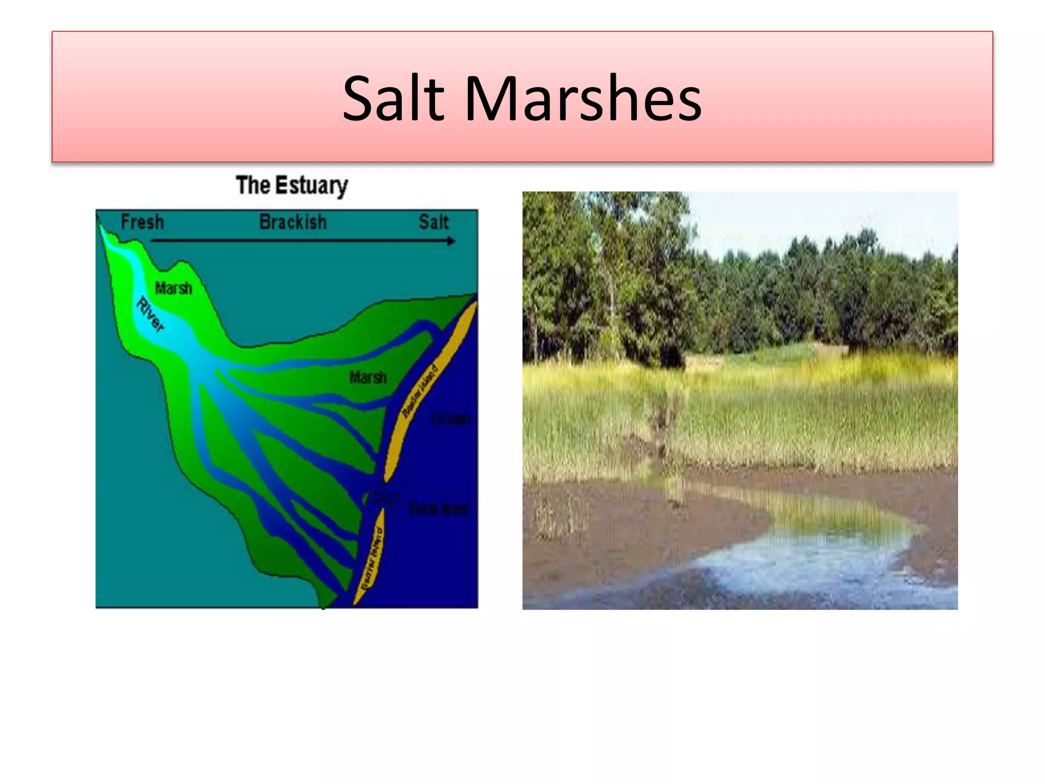 Abiotic and Biotic Factors in Estuaries | PPTX