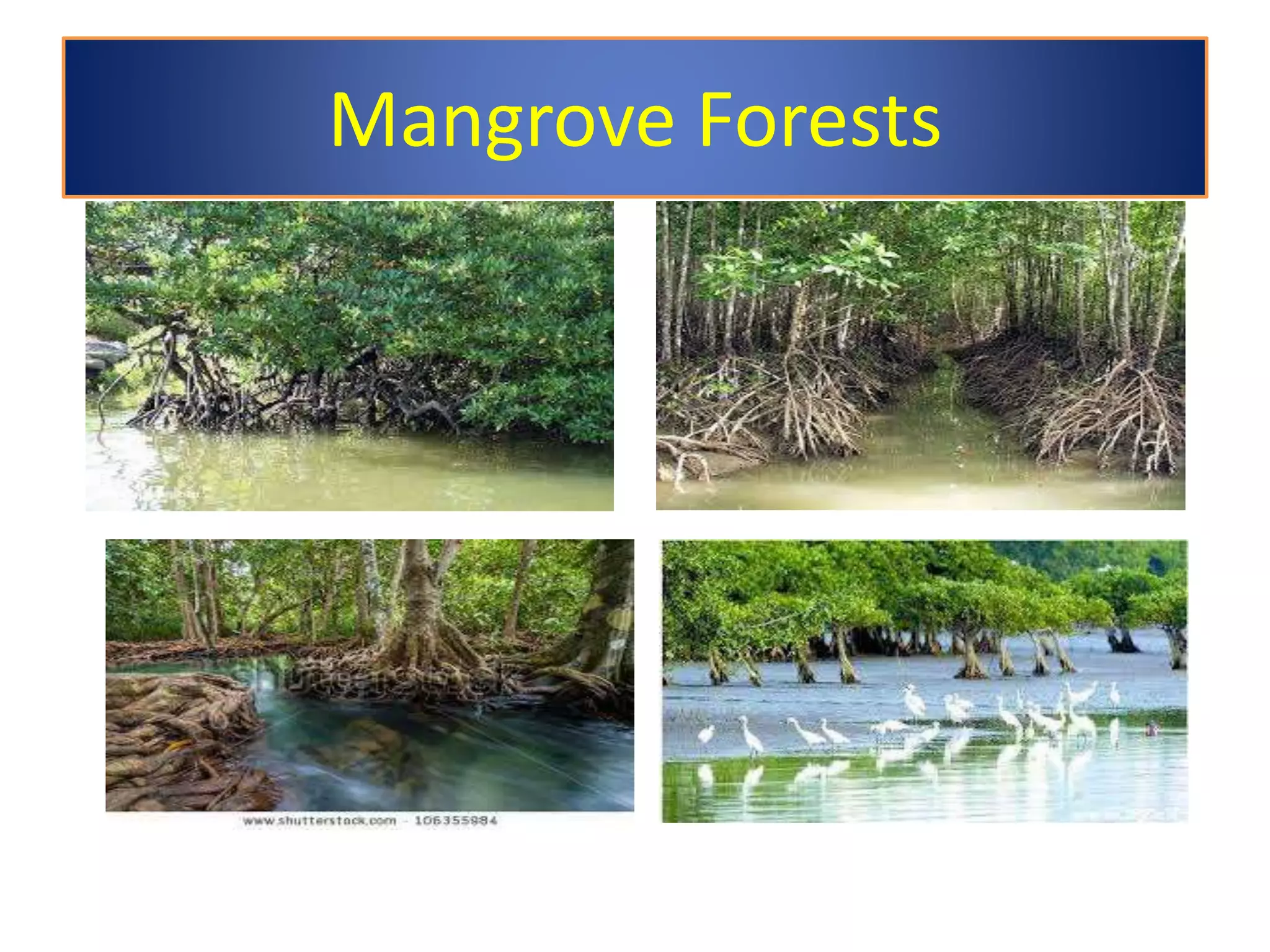Abiotic and Biotic Factors in Estuaries | PPTX