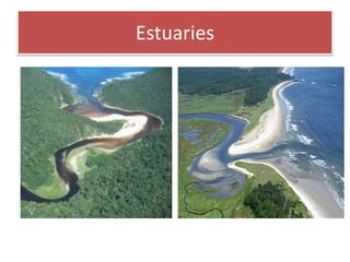 Abiotic and Biotic Factors in Estuaries | PPTX