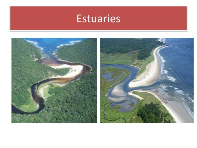 adaptive features of plants and animals in estuarine habitat Every plant or animal lives in a habitat a habitat is another name for their local environment plants and animals often have to adapt, or change in order to survive. adaptive features of plants and animals in estuarine habitat Every plant or animal lives in a habitat a habitat is another name for their local environment plants and animals often have to adapt, or change in order to survive.