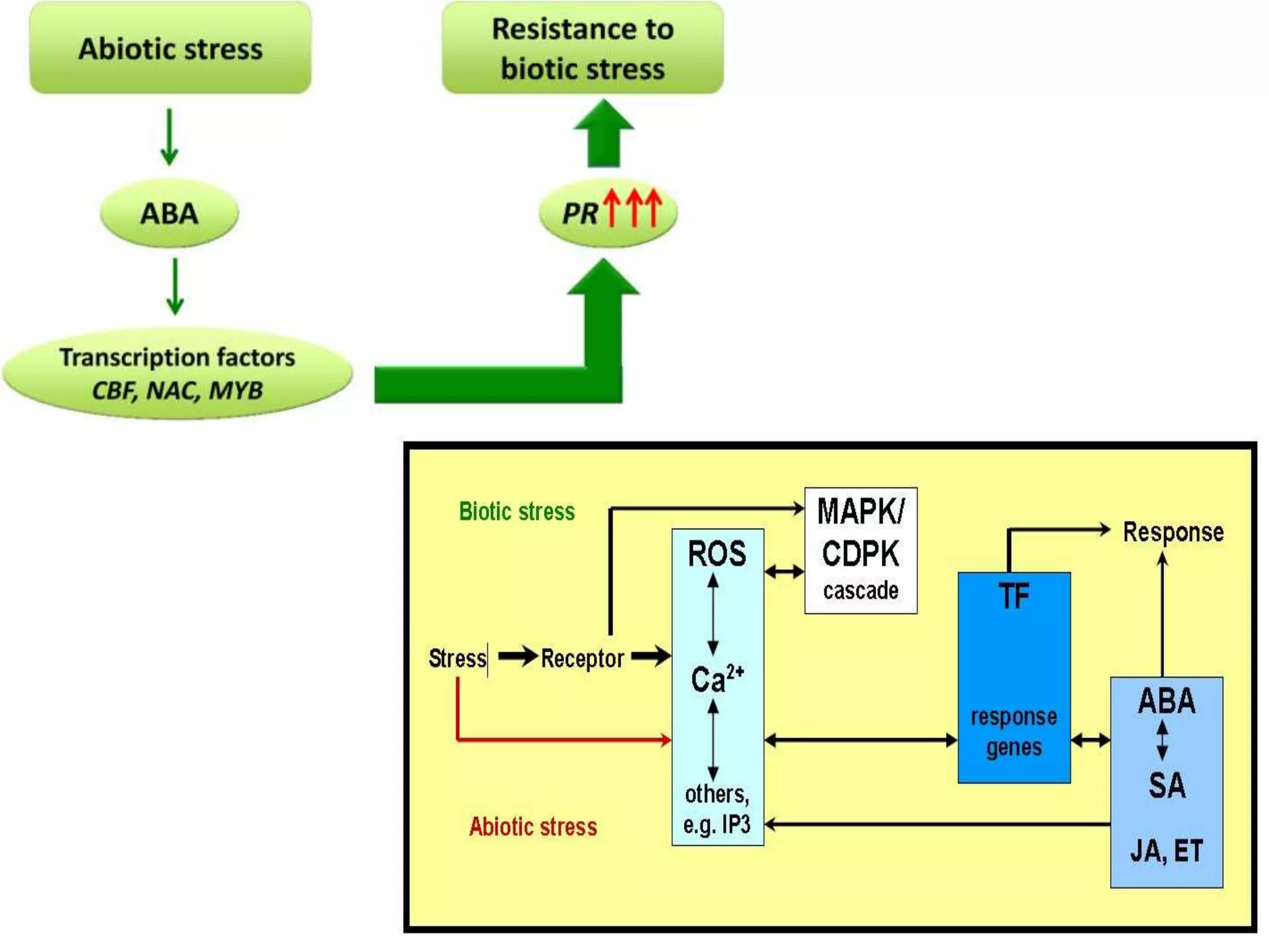 Abiotic and biotic stress response/crosstalk | PPTX