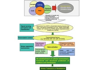 Abiotic and biotic stress response/crosstalk | PPTX