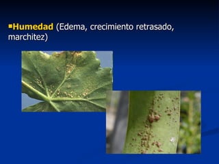 Humedad  (Edema, crecimiento retrasado, marchitez) 