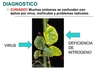 DIAGNOSTICO CUIDADO!!  Muchos síntomas se confunden con daños por virus, mollicutes y problemas radicales. VIRUS DEFICIENCIA DE NITROGENO 