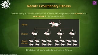 © 2021, BYJU'S. All rights reserved
Recall! Evolutionary Fitness
Evolutionary ﬁtness is a measure of how well a species can survive and
reproduce in its environment.
Children
Grand-
children
Parent
Evolution of homeostasis increased ﬁtness
 