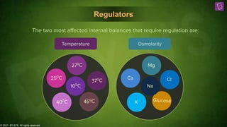 © 2021, BYJU'S. All rights reserved
Regulators
Temperature Osmolarity
370
C
270
C
250
C
450
C
400
C
100
C
Cl-
Mg
Ca
Glucose
K
Na
The two most aﬀected internal balances that require regulation are:
 