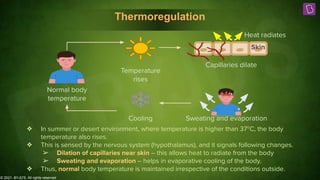 © 2021, BYJU'S. All rights reserved
Thermoregulation
Normal body
temperature
Sweating and evaporation
Cooling
Temperature
rises
Heat radiates
Capillaries dilate
Skin
❖ In summer or desert environment, where temperature is higher than 37o
C, the body
temperature also rises.
❖ This is sensed by the nervous system (hypothalamus), and it signals following changes.
➢ Dilation of capillaries near skin – this allows heat to radiate from the body
➢ Sweating and evaporation – helps in evaporative cooling of the body.
❖ Thus, normal body temperature is maintained irrespective of the conditions outside.
 